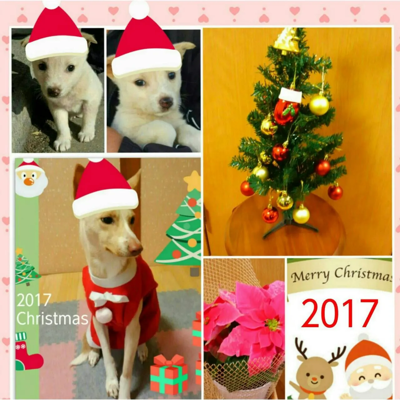🎅✨MaryChristmas✨🎄(写真3)
