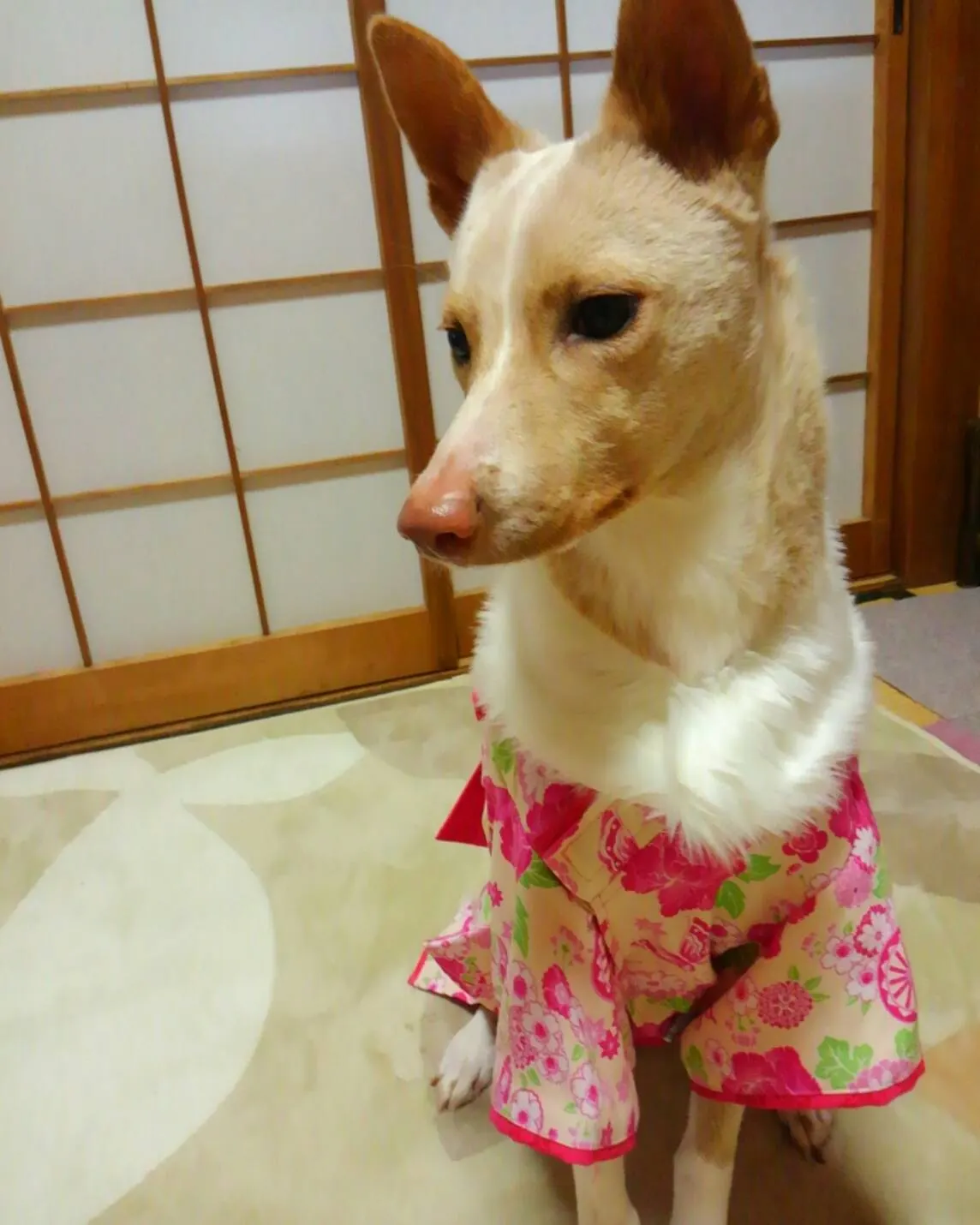 🎎ひな祭り🌸（写真3）